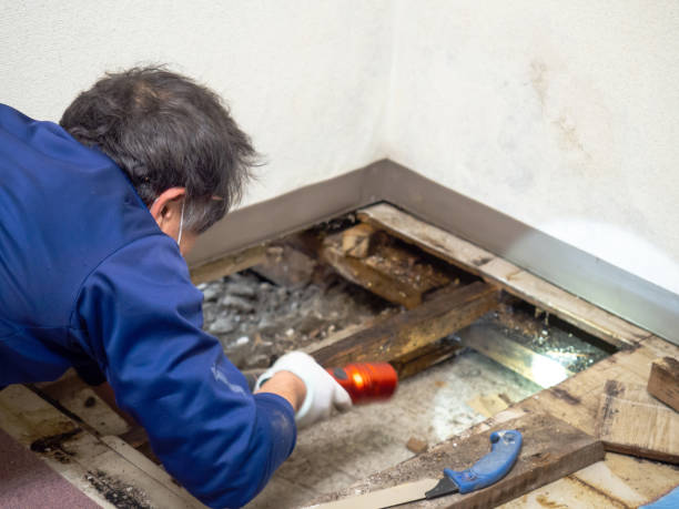 Best Water Damage Restoration  in Tierra Verde, FL