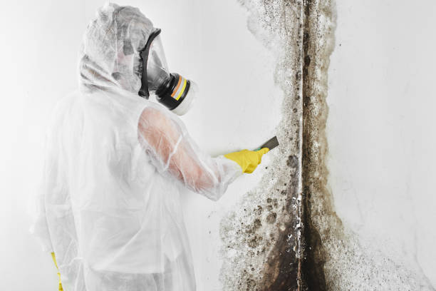 Attic Mold Removal in Tierra Verde, FL