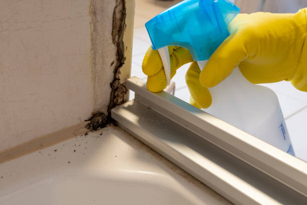 Best Black Mold Removal  in Tierra Verde, FL