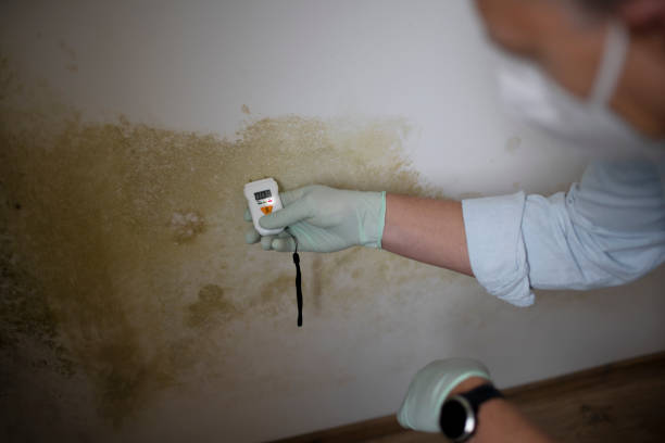 Crawl Space Mold Removal in Tierra Verde, FL